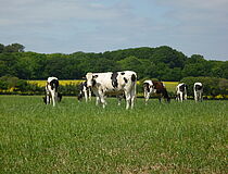 Vaches - Agrandir l'image (fenêtre modale)
