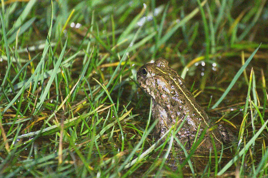 Crapaud Calamite