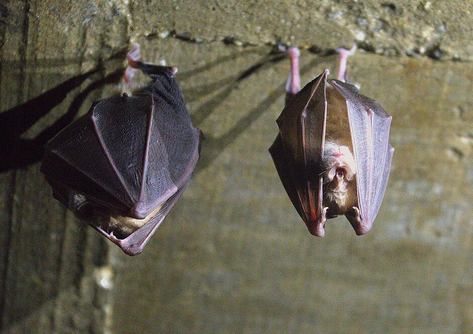 Grande rhinolophe