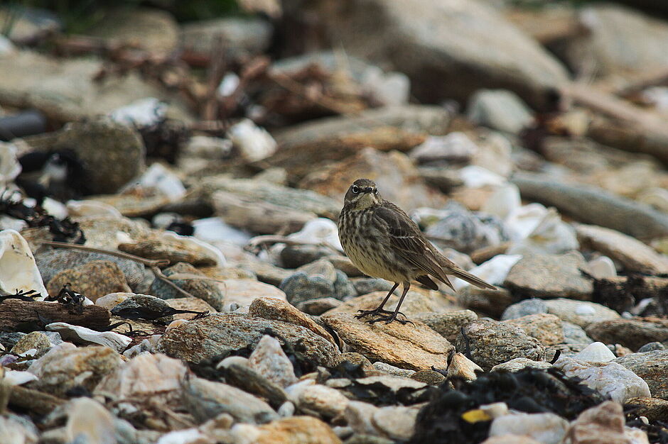 Pipit maritime 