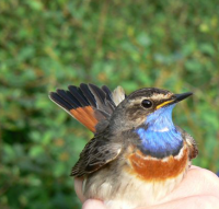 Gorge bleue à miroir