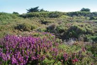 Lande Pen Bé Assérac