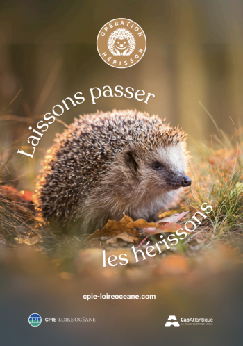 Opération hérisson