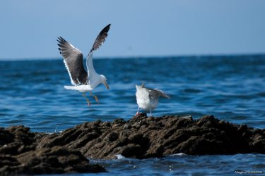 Goéland brun et Goéland argenté