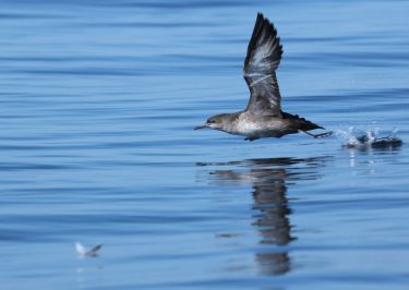 Puffin des Baléares
