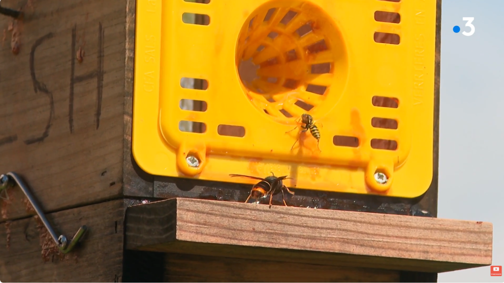 Image de remplacement pour la vidéo : <h1 class="style-scope ytd-watch-metadata">Frelon asiatique, un piège sélectif fabriqué en Mayenne cartonne</h1>
