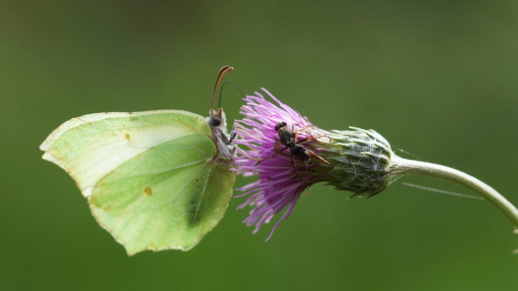 Un citron (papillon) qui butine un cirse (fleur)
