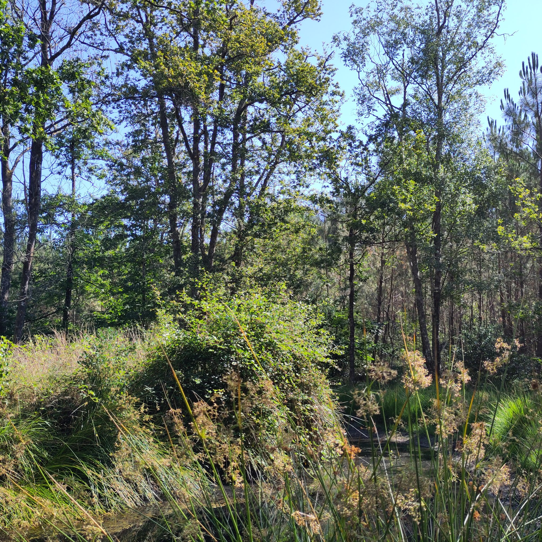 Forêt de Coët Caret à Herbignac -CPIE LOIRE OCEANE
