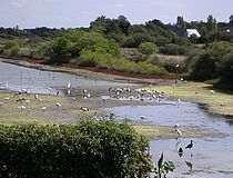 Marais de Kervarin - Agrandir l'image (fenêtre modale)