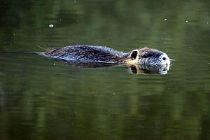 Agrandir l'image (fenêtre modale)