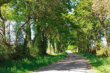 Chemin boisé