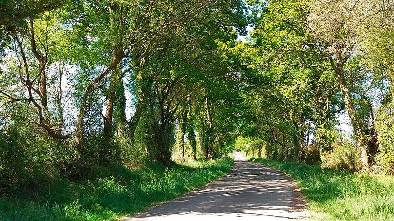 Chemin boisé