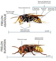 Frelons asiatique et européen - Agrandir l'image (fenêtre modale)