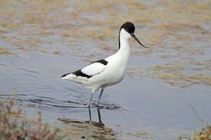 Avocette élégante - Agrandir l'image (fenêtre modale)